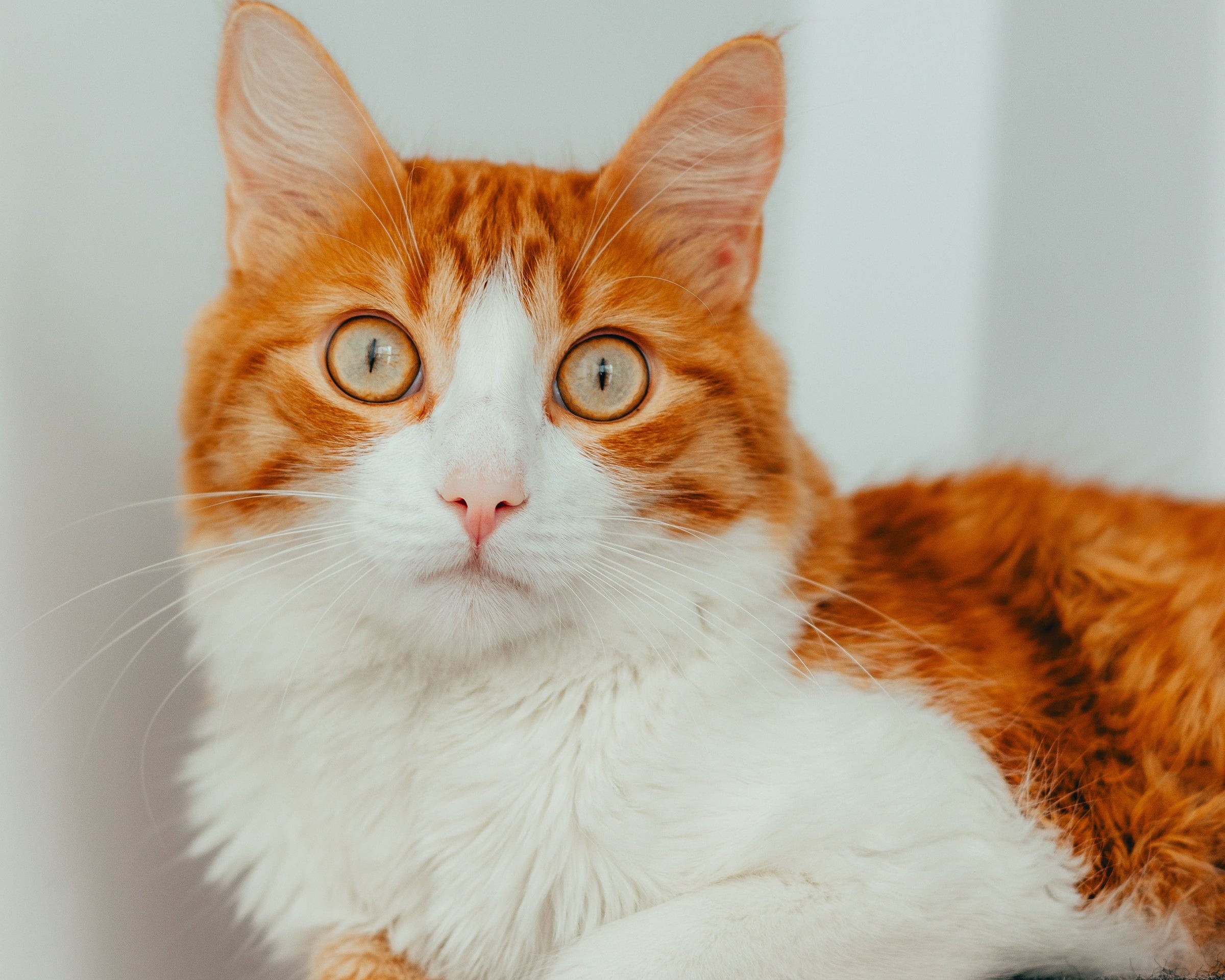 Original pet photo